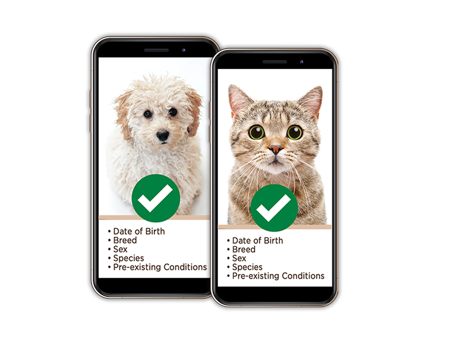 Pet Check CRIF Decision Hub